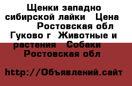 Щенки западно-сибирской лайки › Цена ­ 3 000 - Ростовская обл., Гуково г. Животные и растения » Собаки   . Ростовская обл.